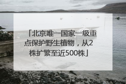 北京唯一国家一级重点保护野生植物，从2株扩繁至近500株